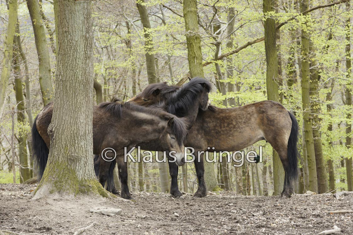 F-24-Exmoor_20120426_0053