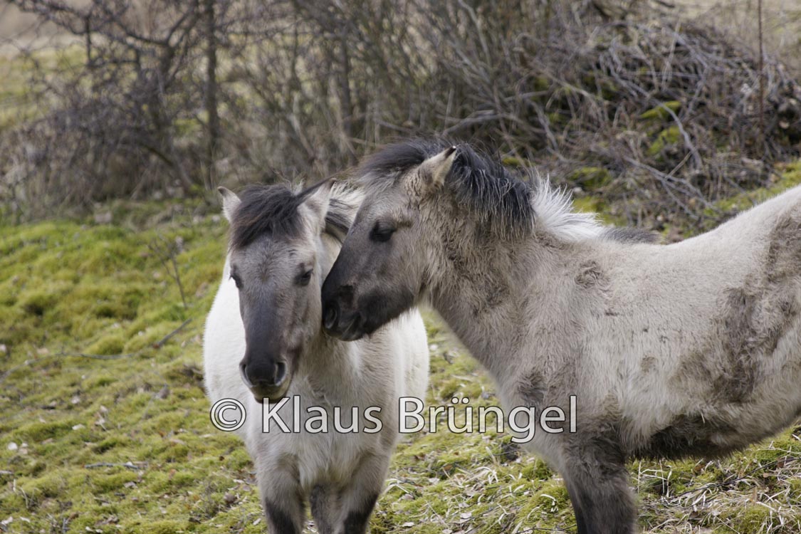 F-27-Konik_0168