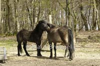 F-19-Exmoor_20120416_0063