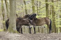 F-24-Exmoor_20120426_0053
