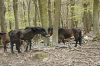 F-25-Exmoor_20120426_0054