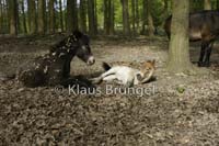 F-26-Exmoor_20120517_0162