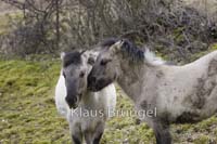 F-27-Konik_0168