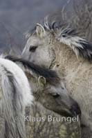 F-28-Konik_0267