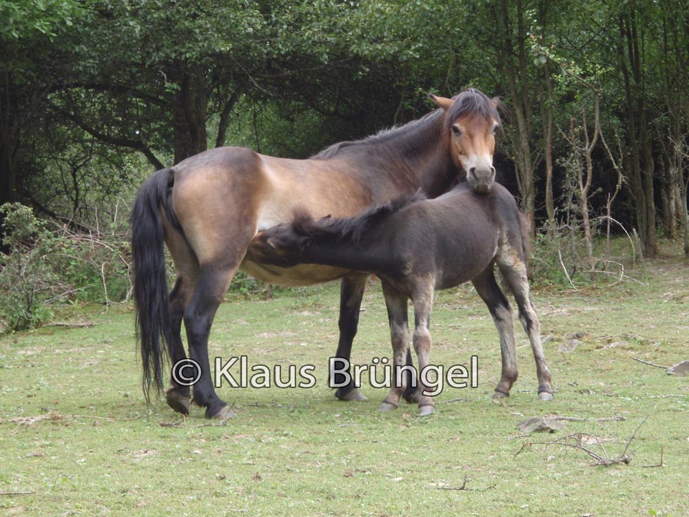 J-07-Exmoor_20110714_0028