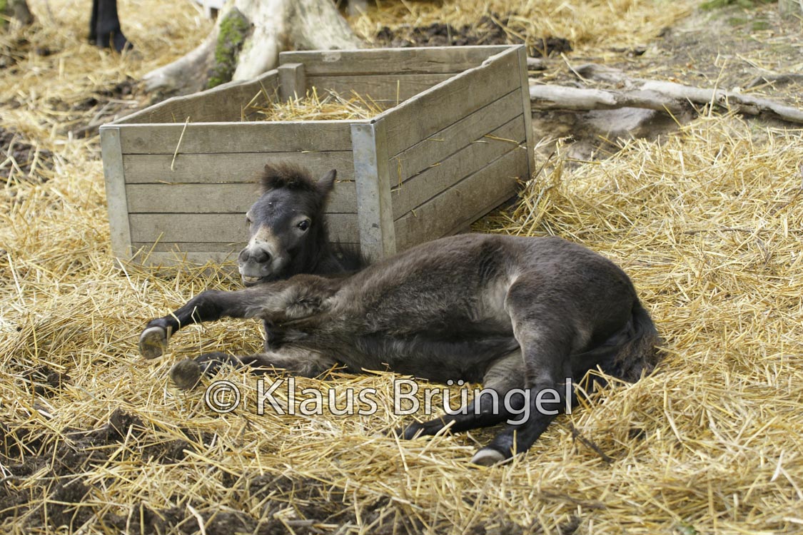 J-11-Exmoor_0021