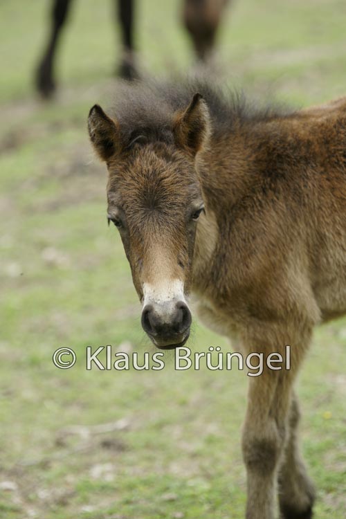 J-16-Exmoor_20120510_0100