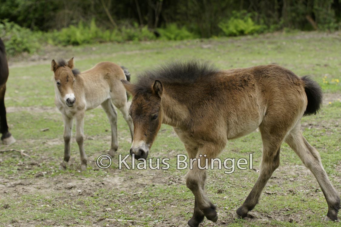 J-17-Exmoor_20120510_0105
