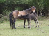 J-07-Exmoor_20110714_0028