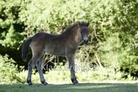 J-10-Exmoor_20120525_0092
