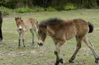 J-17-Exmoor_20120510_0105