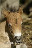 J-20-Exmoor_20120525_0195