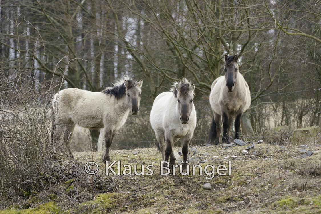 K-03-Konik_0060