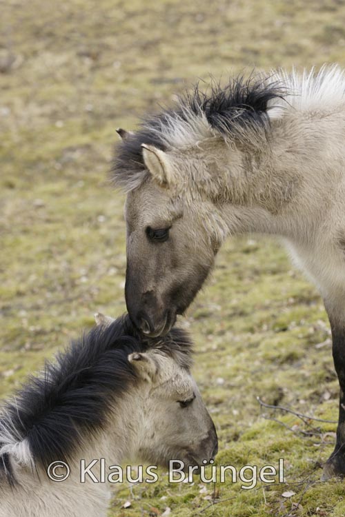 K-05-Konik_0070