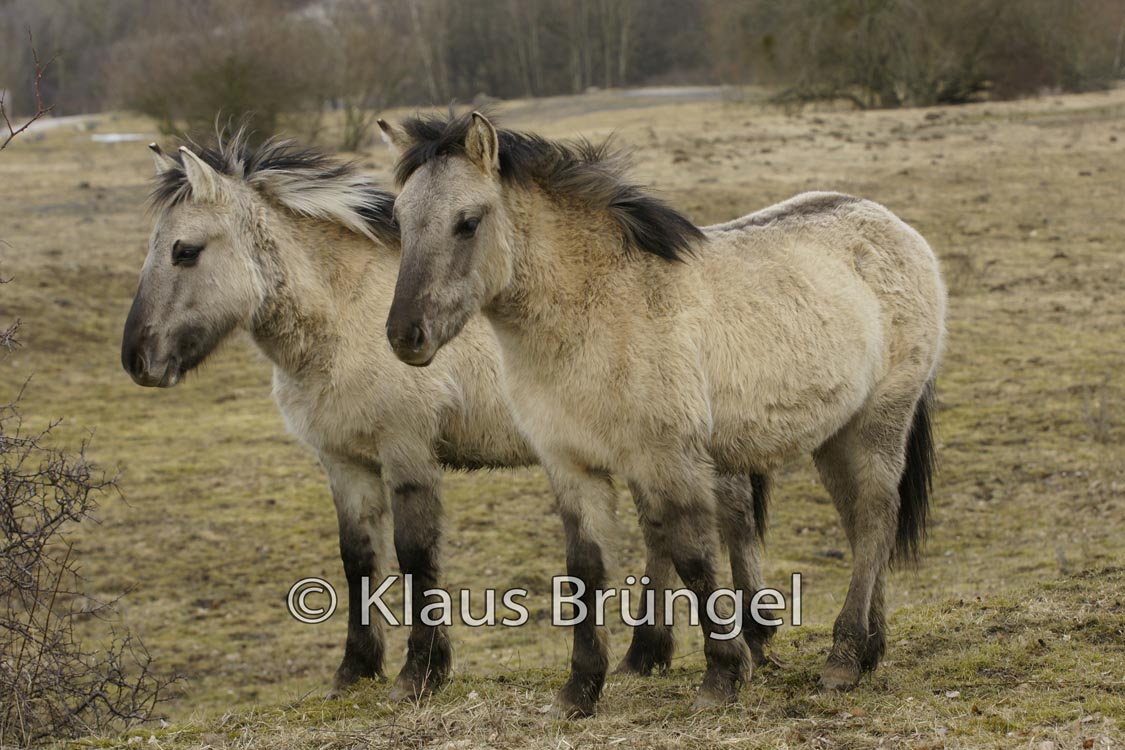 K-06-Konik_0081