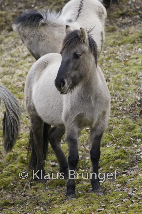 K-08-Konik_0111