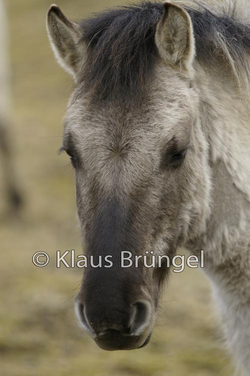 K-09-Konik_0144