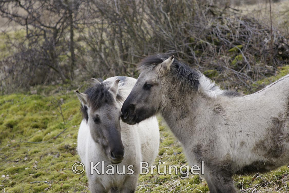 K-10-Konik_0154