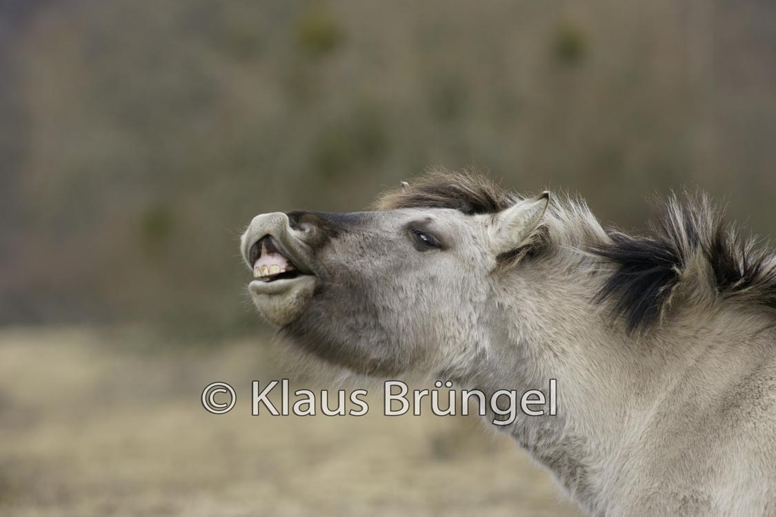 K-11-Konik_0163