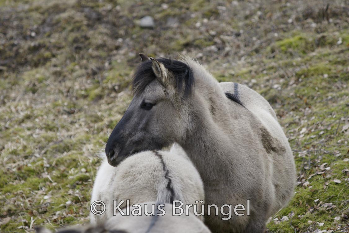 K-13-Konik_0205