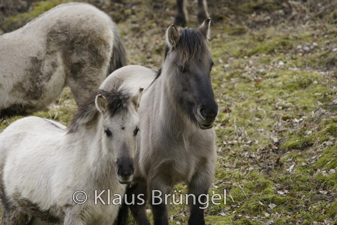 K-14-Konik_0122