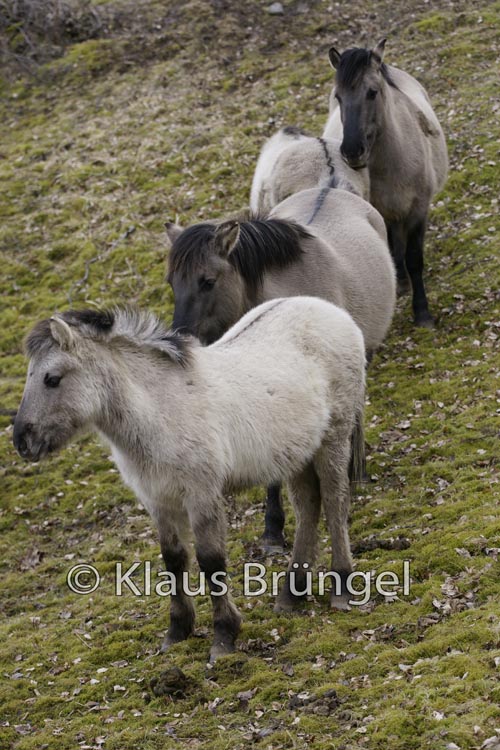 K-15-Konik_0209