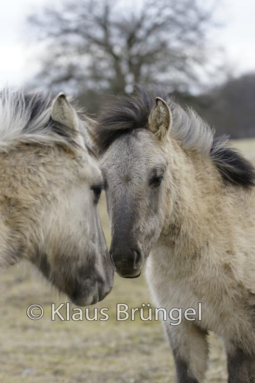 K-17-Konik_0228