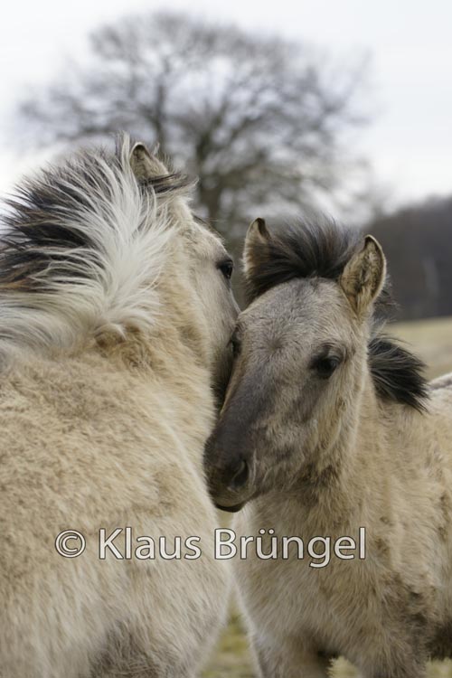 K-18-Konik_0231