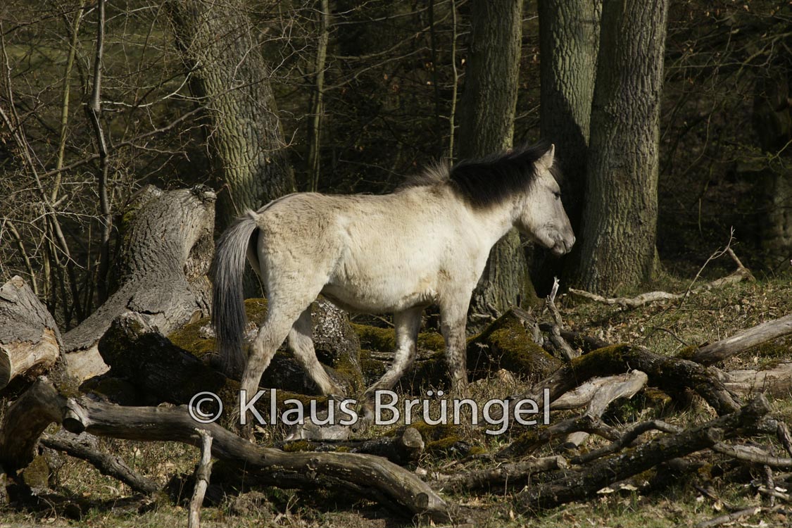 K-20-Konik_20120328_0030