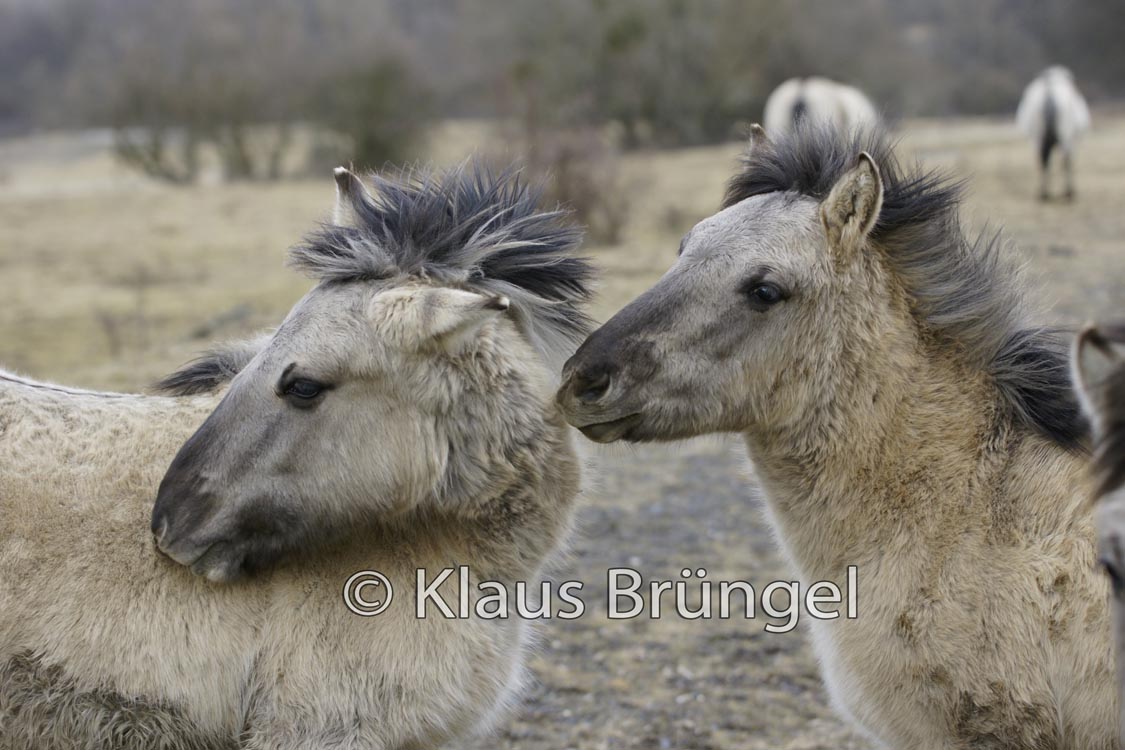 K-23-Konik_0243
