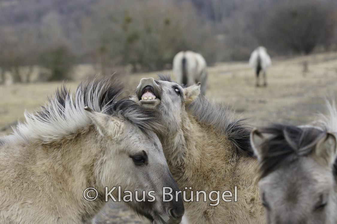 K-25-Konik_0245