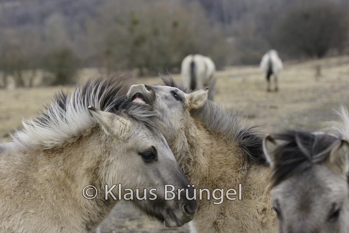 K-26-Konik_0246