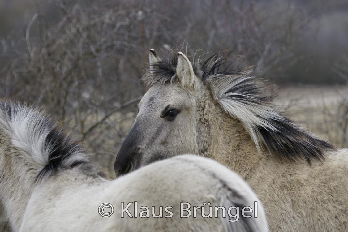 K-28-Konik_0263