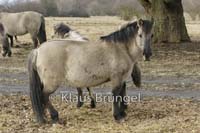 K-01-Konik_0026