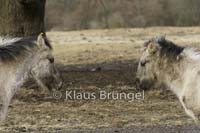 K-02-Konik_0031