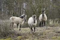 K-03-Konik_0060