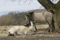 K-04-Konik_0013