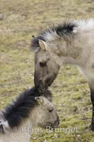 K-05-Konik_0070
