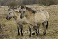 K-06-Konik_0081