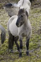 K-08-Konik_0111