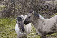 K-10-Konik_0154