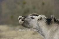 K-11-Konik_0163
