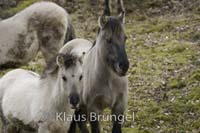 K-14-Konik_0122