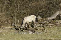 K-19-Konik_20120328_0009