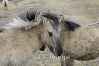 K-21-Konik_0235