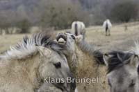 K-25-Konik_0245