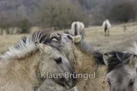 K-26-Konik_0246