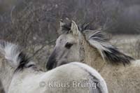 K-28-Konik_0263
