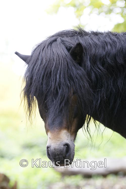 P2-06-Exmoor_0037