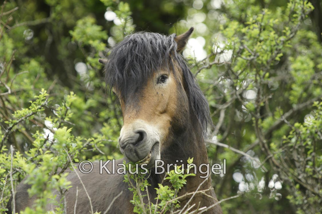 P2-10-Exmoor_20120510_0367